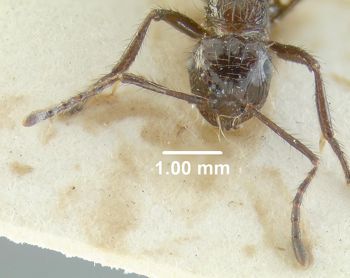 Media type: image;   Entomology 20790 Aspect: head frontal view